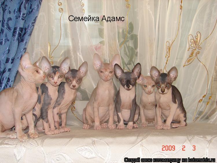 Семейка Адамс... Котоматрица: Семейка Адамс