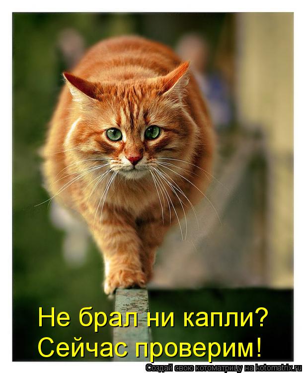 Котоматрица: Не брал ни капли? Сейчас проверим!