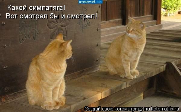 Котоматрица: Какой симпатяга! Вот смотрел бы и смотрел!