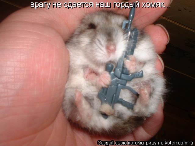 Котоматрица: врагу не сдается наш гордый хомяк...