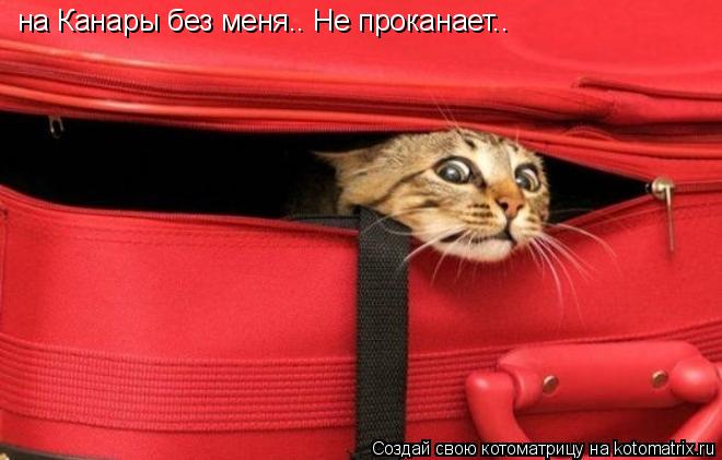 на Канары без меня.. Не проканает..... Котоматрица: на Канары без меня.. Не проканает..