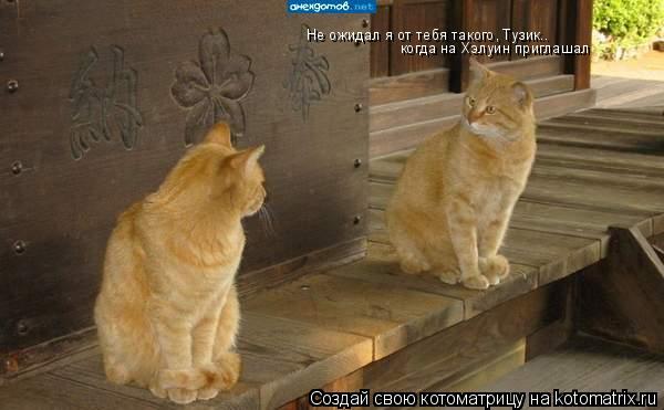 Котоматрица: Не ожидал я от тебя такого, Тузик.. когда на Хэлуин приглашал