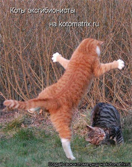Котоматрица: на kotomatrix.ru Коты эксгибионисты