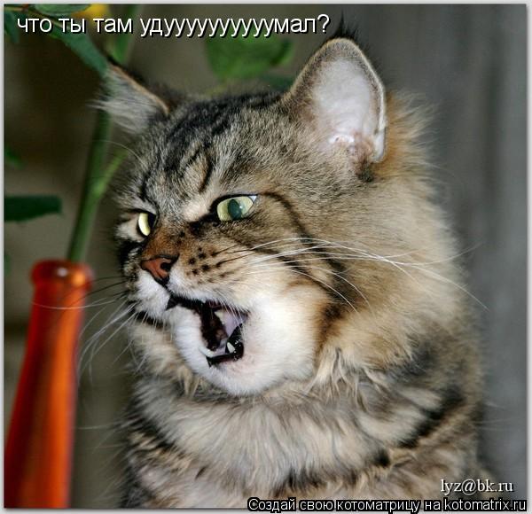 Котоматрица: что ты там удуууууууууумал?