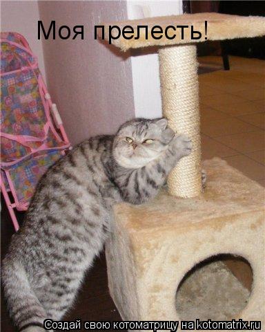 Котоматрица: Моя прелесть!