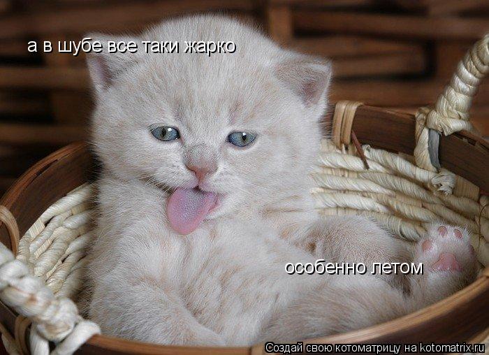 Котоматрица: а в шубе все таки жарко  особенно летом