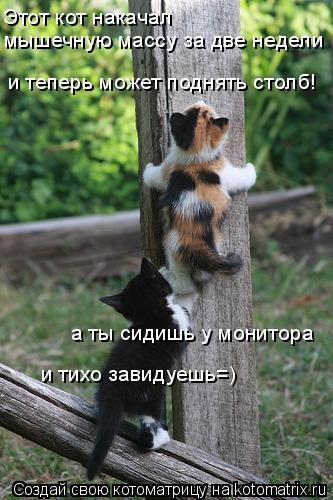 Котоматрица: и теперь может поднять столб! а ты сидишь у монитора мышечную массу за две недели Этот кот накачал и тихо завидуешь=)
