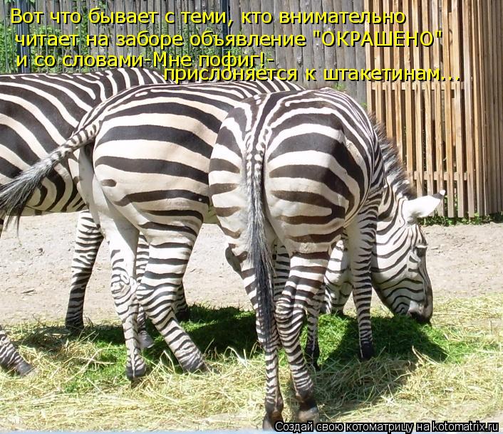 читает на заборе объявление "ОКРАШЕНО" Вот что бывает с теми, кто внимательно и со словами-Мне пофиг... Котоматрица: читает на заборе объявление "ОКРАШЕНО" Вот что бывает с теми, кто внимательно и со словами-Мне пофиг!- прислоняется к штакетинам...