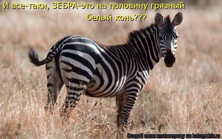 Котоматрица: И все-таки, ЗЕБРА-это на половину грязный  белый конь???