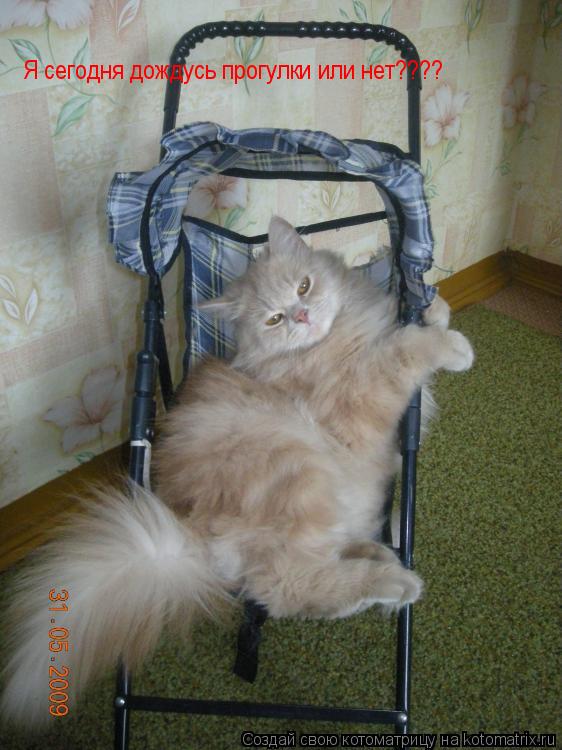 Я сегодня дождусь прогулки или нет????... Котоматрица: Я сегодня дождусь прогулки или нет????