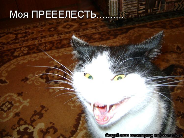 Моя ПРЕЕЕЛЕСТЬ............. Котоматрица: Моя ПРЕЕЕЛЕСТЬ..........