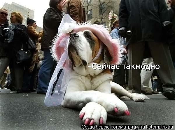 -Сейчас такмодно... Котоматрица: -Сейчас такмодно