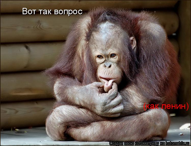 Котоматрица: Вот так вопрос (как ленин)