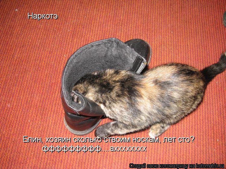 Котоматрица: Наркотэ Блин, хозяин сколько ствоим носкам, лет сто? ффффффффф....ахххххххх