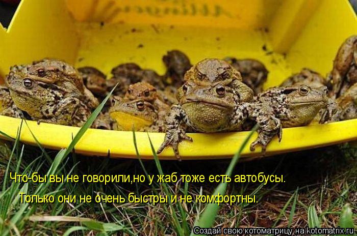 Котоматрица: Что-бы вы не говорили,но у жаб тоже есть автобусы. Только они не очень быстры и не комфортны.
