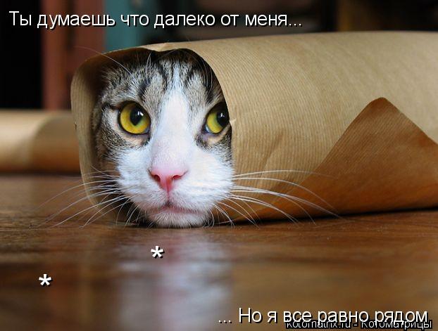 Котоматрица: Ты думаешь что далеко от меня, но я все равно рядом. Ты думаешь что далеко от меня... ... Но я все равно рядом * *