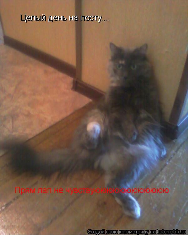 Целый день на посту.... Прям лап не чувствуюююююююююююю... Котоматрица: Целый день на посту.... Прям лап не чувствуюююююююююююю