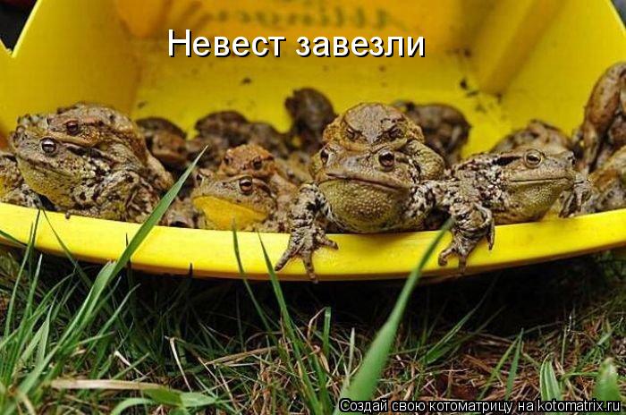 Котоматрица: Невест завезли