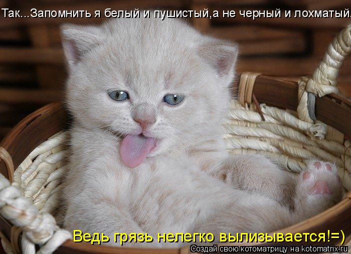 Котоматрица: Так...Запомнить я белый и пушистый,а не черный и лохматый... Ведь грязь нелегко вылизывается!=)