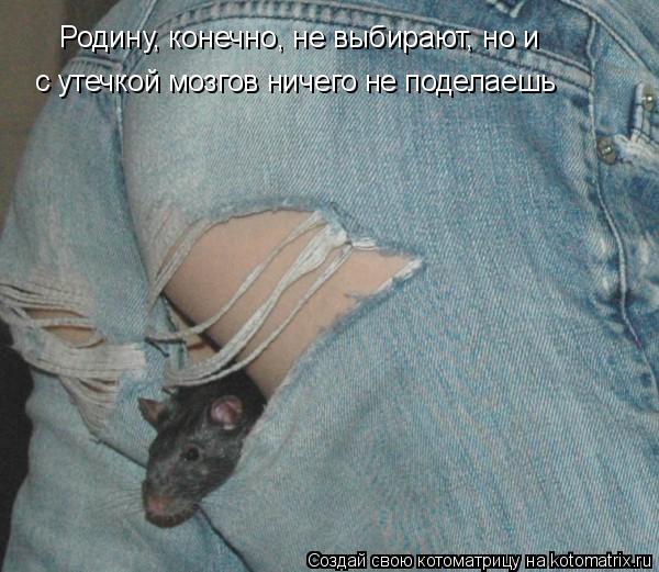 Котоматрица: Родину, конечно, не выбирают, но и  с утечкой мозгов ничего не поделаешь
