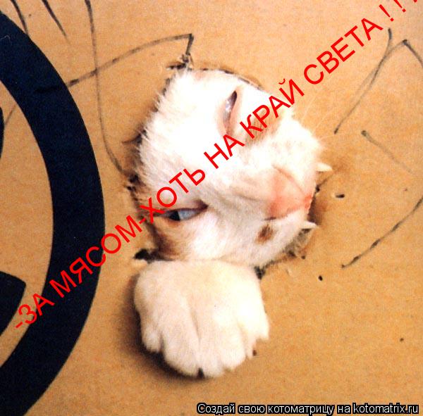 Котоматрица: -ЗА МЯСОМ-ХОТЬ НА КРАЙ СВЕТА ! ! !
