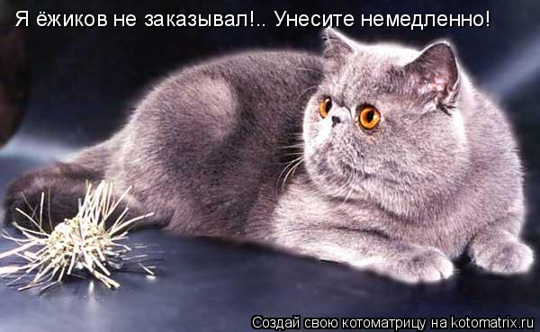 Котоматрица: Я ёжиков не заказывал!.. Унесите немедленно!