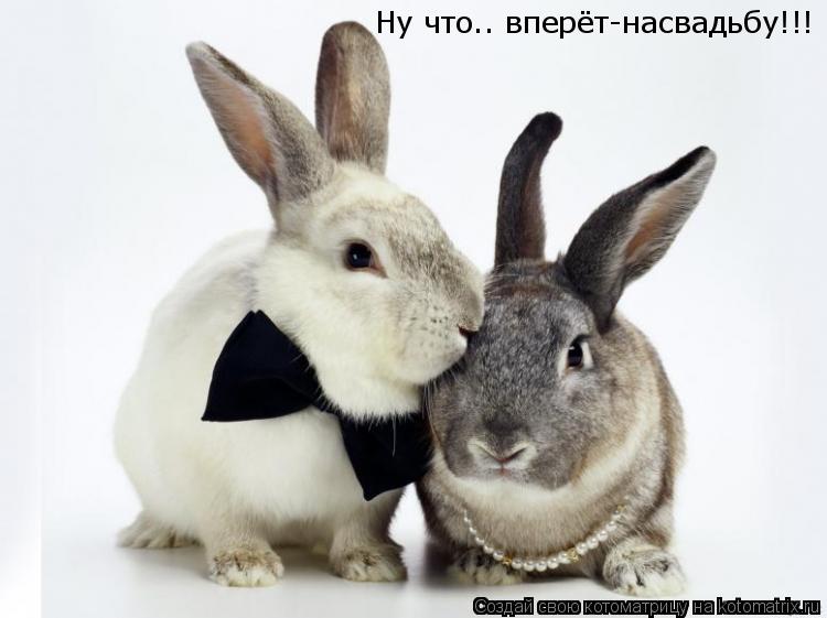 Котоматрица: Ну что.. вперёт-насвадьбу!!!