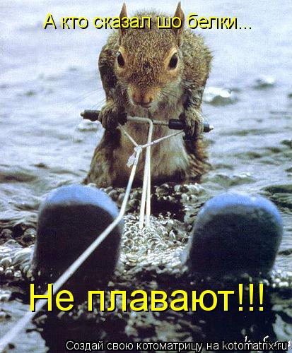 А кто сказал шо белки... Не плавают!!!... Котоматрица: А кто сказал шо белки... Не плавают!!!