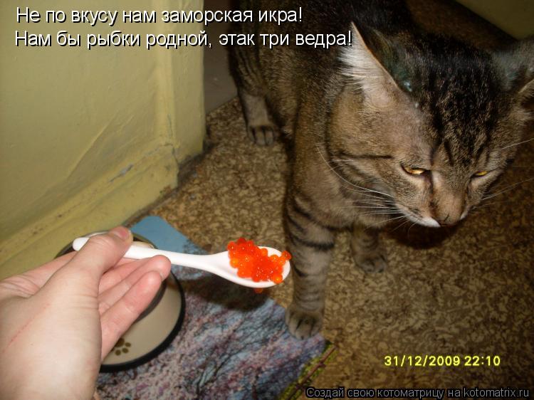 Не по вкусу нам заморская икра! Нам бы рыбки родной, этак три ведра!... Котоматрица: Не по вкусу нам заморская икра! Нам бы рыбки родной, этак три ведра!