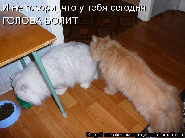 И не говори, что у тебя сегодня ГОЛОВА БОЛИТ!... Котоматрица: И не говори, что у тебя сегодня ГОЛОВА БОЛИТ!