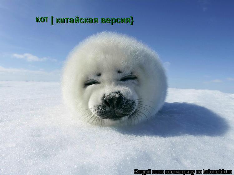 кот [ китайская версия}... Котоматрица: кот [ китайская версия}