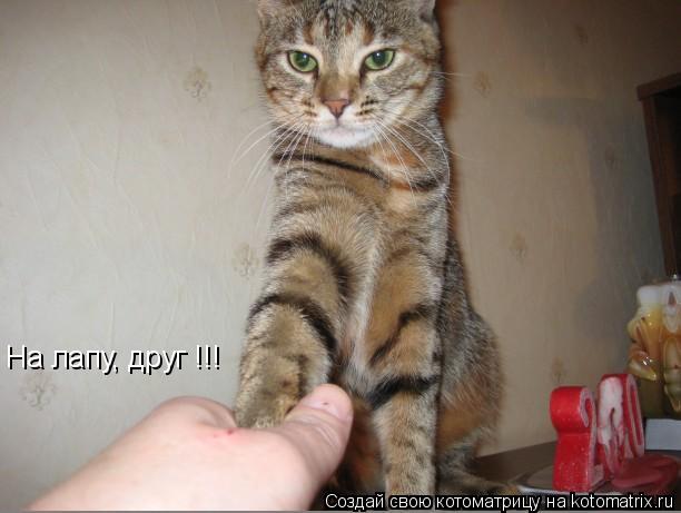 На лапу, друг !!!... Котоматрица: На лапу, друг !!!