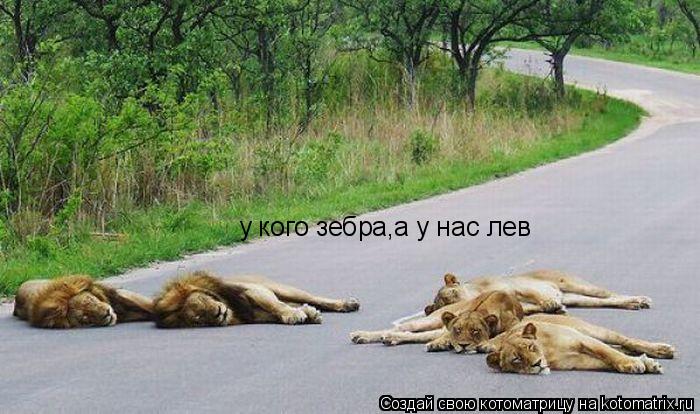 у кого зебра,а у нас лев... Котоматрица: у кого зебра,а у нас лев