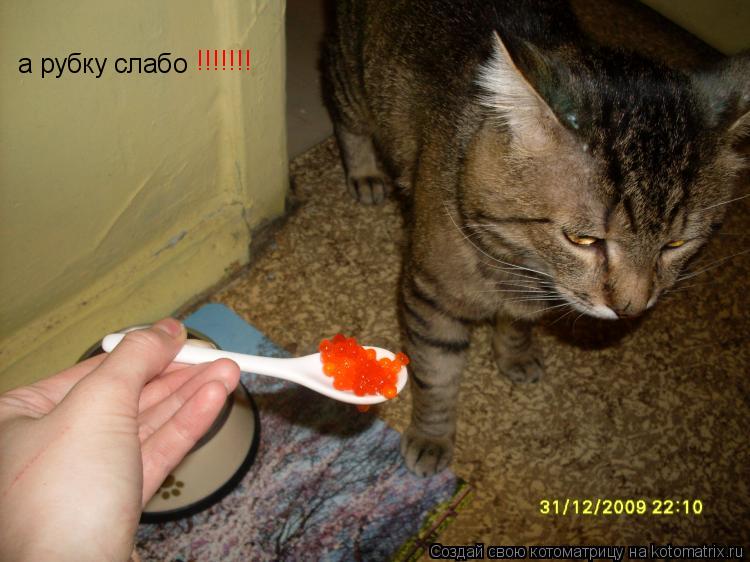 а рубку слабо !!!!!!!... Котоматрица: а рубку слабо !!!!!!!