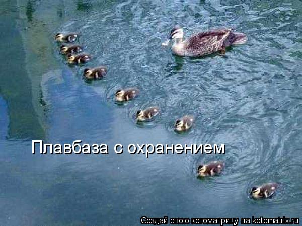 Плавбаза с охранением... Котоматрица: Плавбаза с охранением