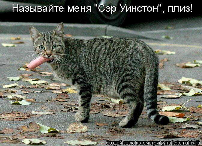 Называйте меня "Сэр Уинстон", плиз!... Котоматрица: Называйте меня "Сэр Уинстон", плиз!
