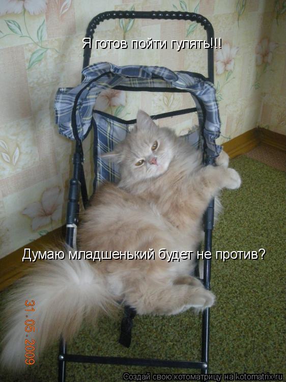 Котоматрица: Я готов пойти гулять!!! Думаю младшенький будет не против?