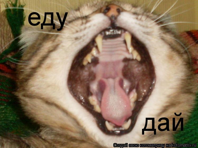 Котоматрица: еду дай