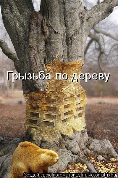 Грызьба по дереву... Котоматрица: Грызьба по дереву