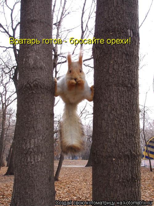 Котоматрица: Вратарь готов - бросайте орехи!
