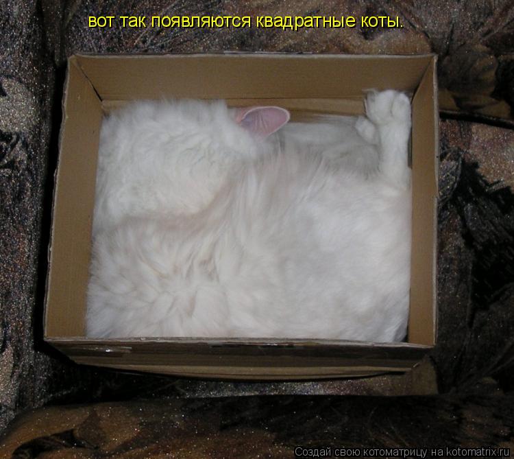 Котоматрица: вот так появляются квадратные коты.