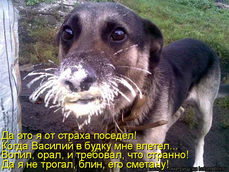 Вопил, орал, и требовал, что странно! Да я не трогал, блин, его сметану! Да это я от страха поседел!... Котоматрица: Вопил, орал, и требовал, что странно! Да я не трогал, блин, его сметану! Да это я от страха поседел! Когда Василий в будку мне влетел...