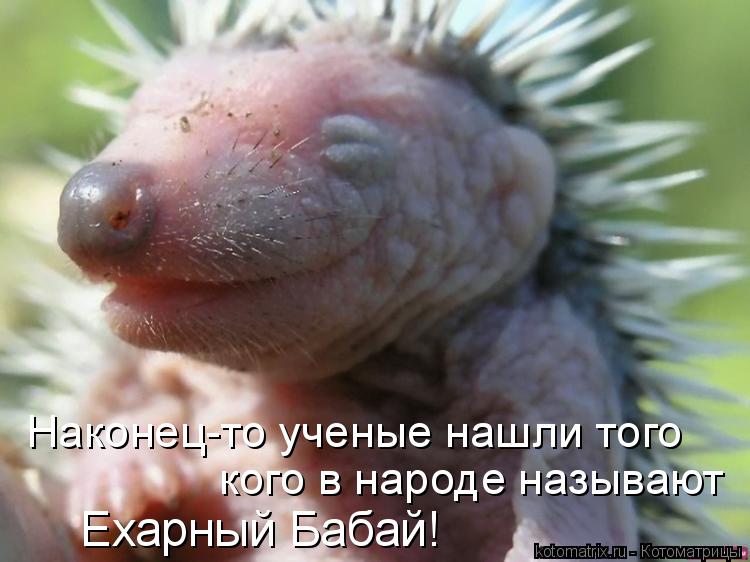 Котоматрица: Наконец-то ученые нашли того кого в народе называют Ехарный Бабай!