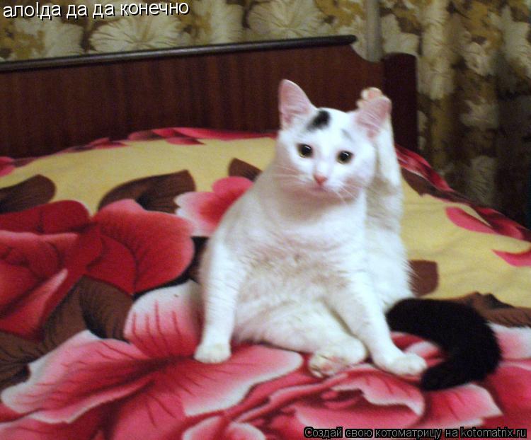 ало!да да да конечно... Котоматрица: ало!да да да конечно