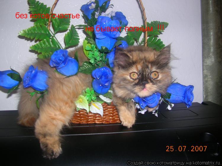 Котоматрица: без котов счастье  не бывает полным !!!