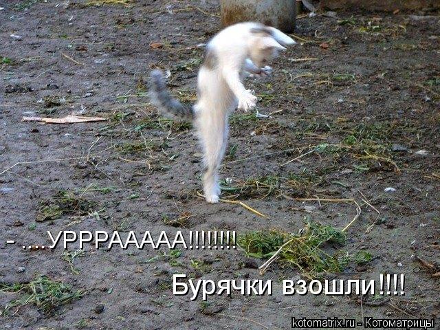 Котоматрица: - ....УРРРААААА!!!!!!!! Бурячки взошли!!!!