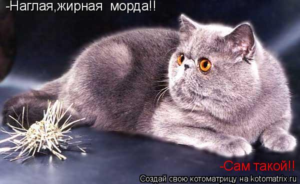 -Наглая,жирная морда!! -Сам такой!!... Котоматрица: -Наглая,жирная морда!! -Сам такой!!