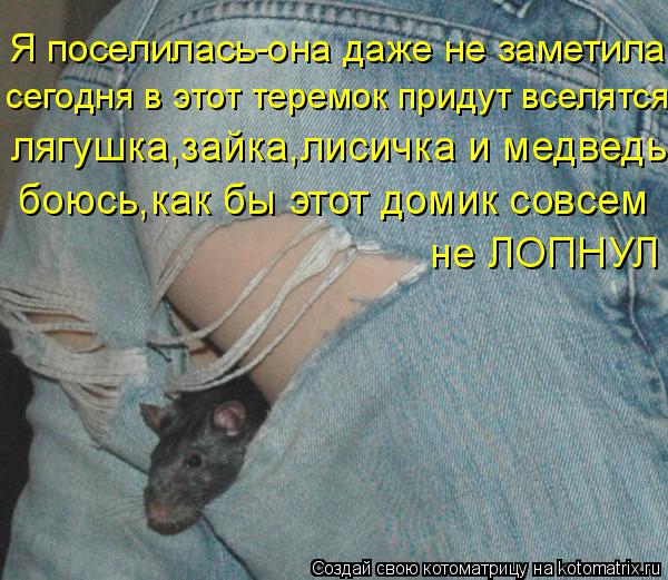 Котоматрица: Я поселилась-она даже не заметила сегодня в этот теремок придут вселятся лягушка,зайка,лисичка и медведь боюсь,как бы этот домик совсем не 