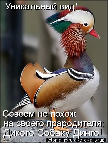 Котоматрица: Уникальный вид! Совсем не похож  на своего прародителя: Дикого Собаку Динго!