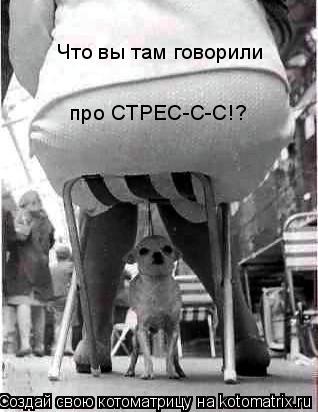 Котоматрица: Что вы там говорили про СТРЕС-С-С!?